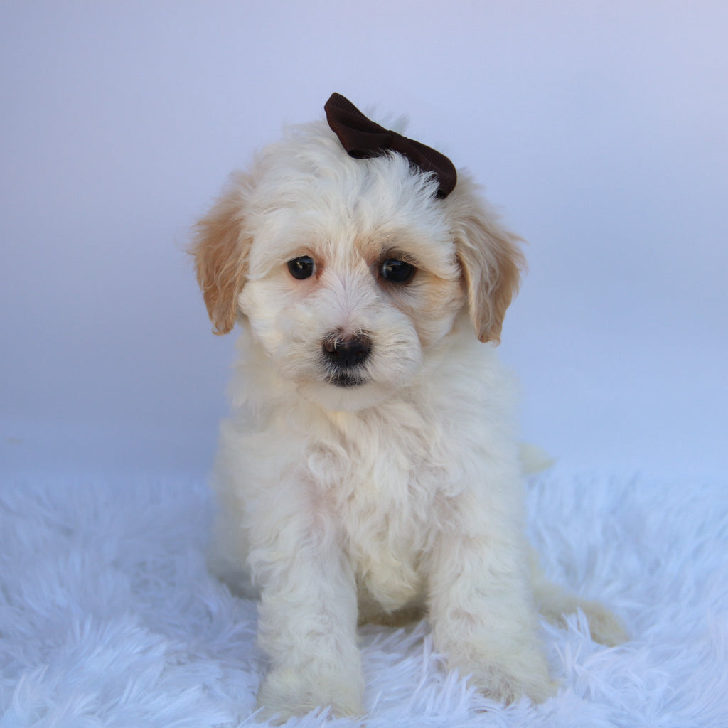 Loula - Available Now