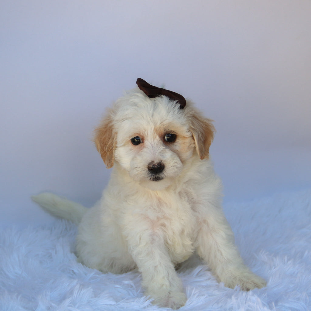 Loula - Available Now