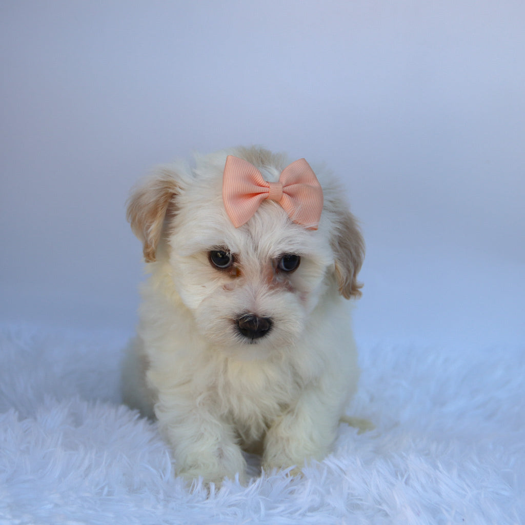 Martha - Available Now