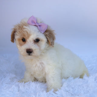 Pumpkin - Available Now