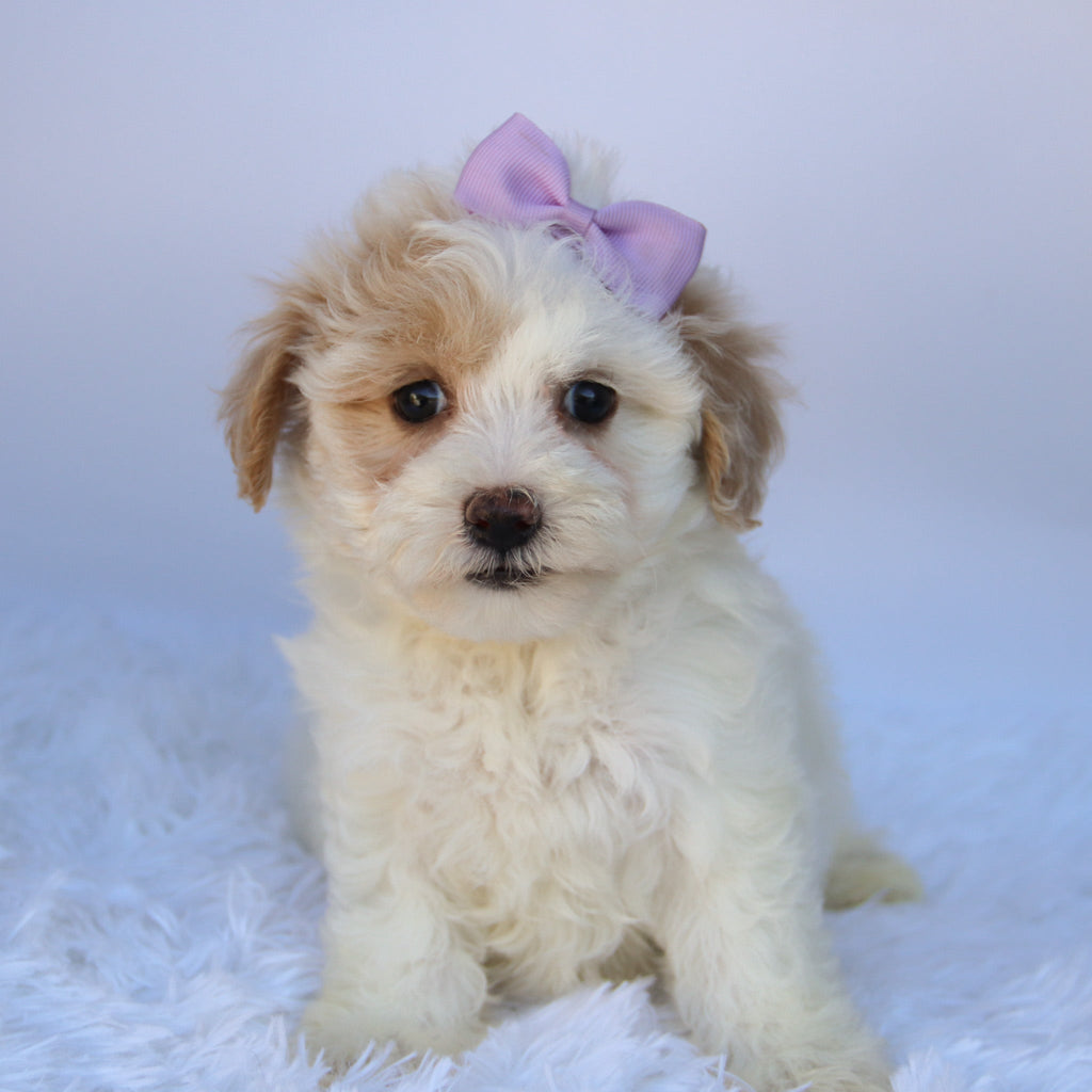 Pumpkin - Available Now