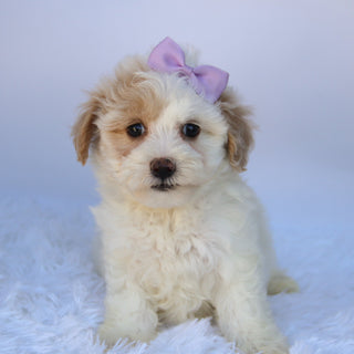 Pumpkin - Available Now