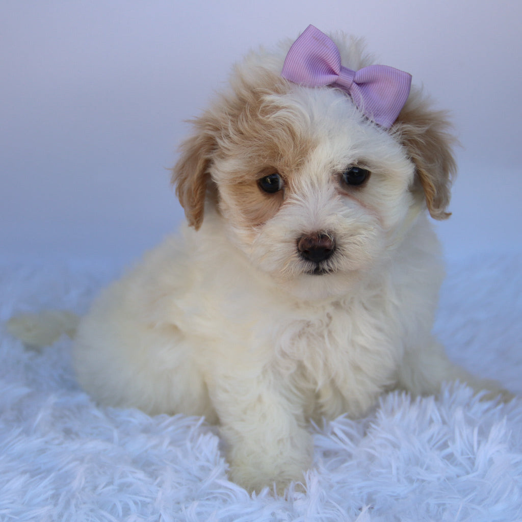 Pumpkin - Available Now