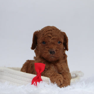 Aubin - Available 10/1