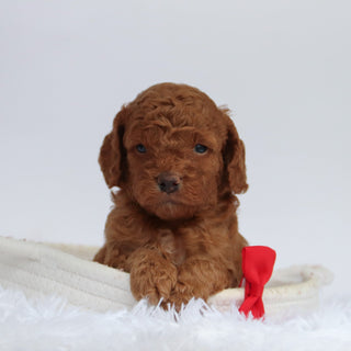 Aubin - Available 10/1
