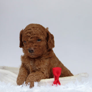 Aubin - Available 10/1