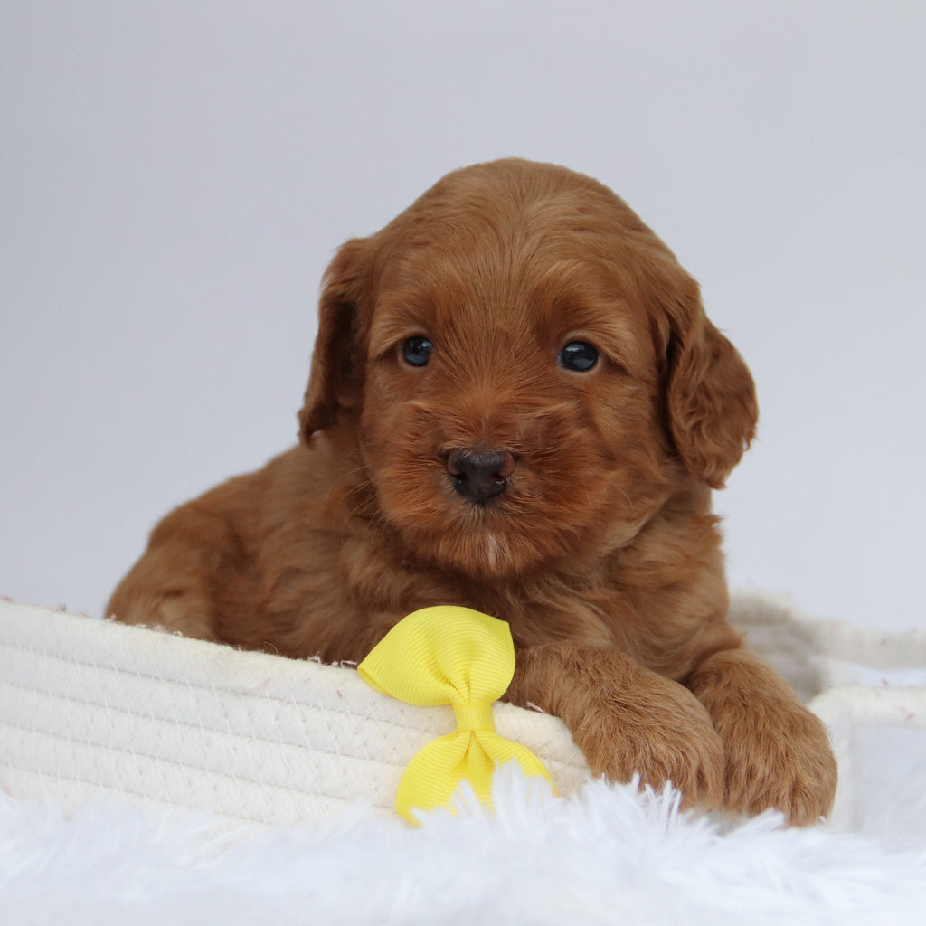 Enzo - Available 10/1