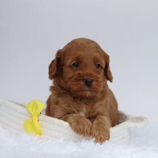 Enzo - Available 10/1