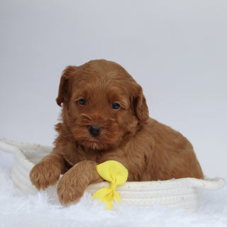 Enzo - Available 10/1