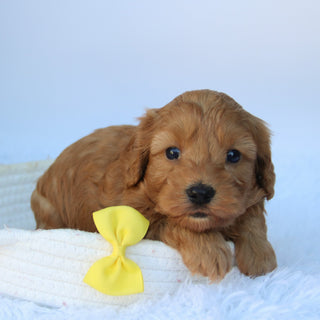 Zane - Available 10/7