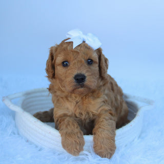 Cheryl - Available 10/7