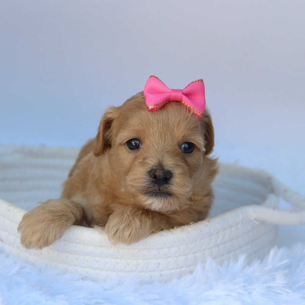 Ashlyn - Available 10/7