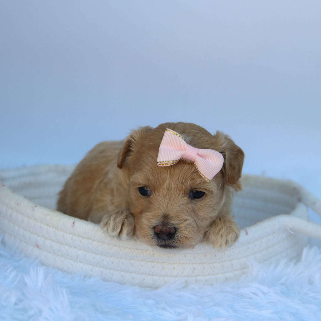 Caramel - Available 10/7