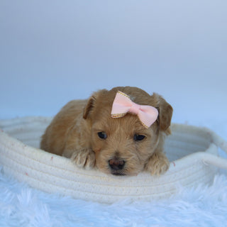 Caramel - Available 10/7