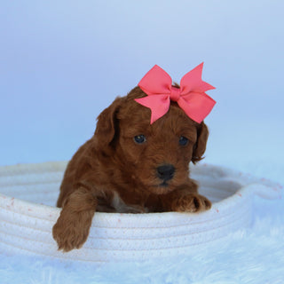 Marsha - Available 10/7