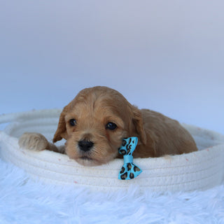 Tator - Available 10/9