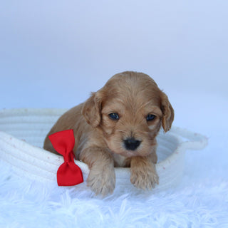 Quaker - Available 10/9