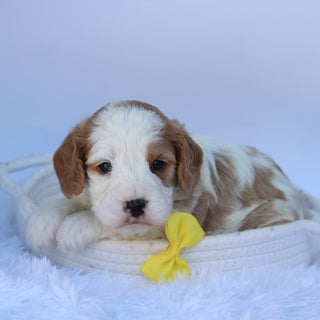 Irvin - Available 8/11