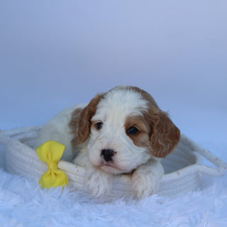 Irvin - Available 8/11