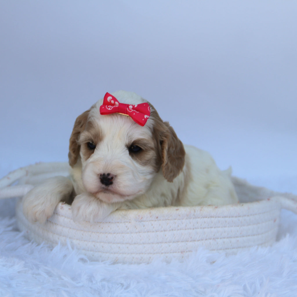 Susan - Available Now