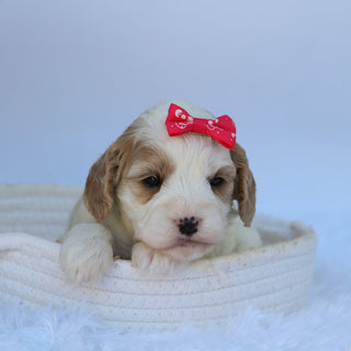 Susan - Available Now