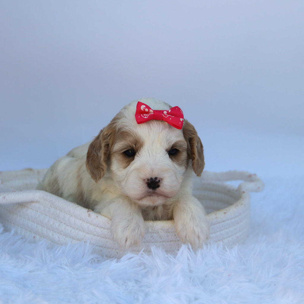 Susan - Available Now