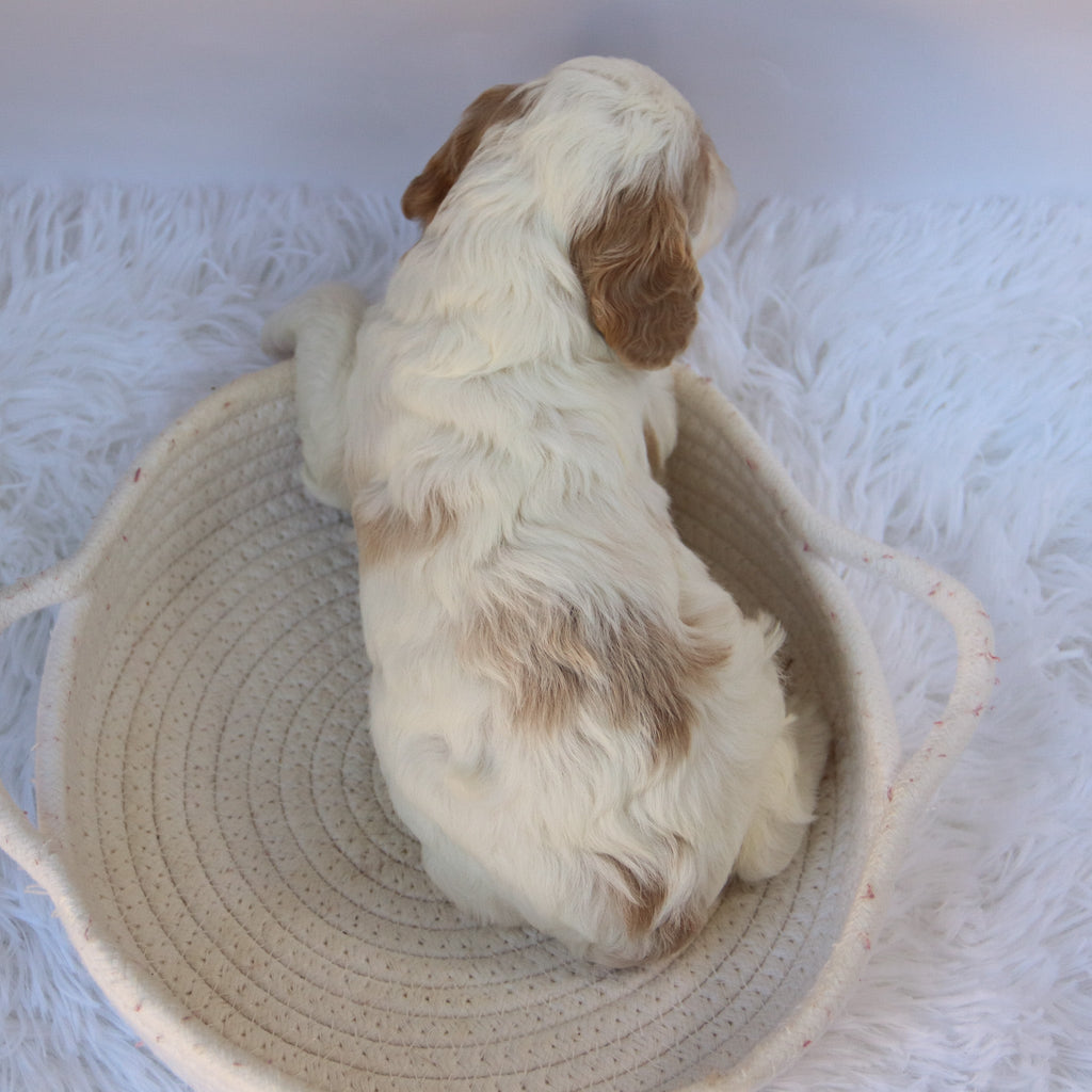 Susan - Available 10/9