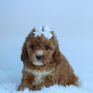 Molly - Available Now