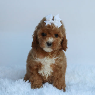 Molly - Available Now