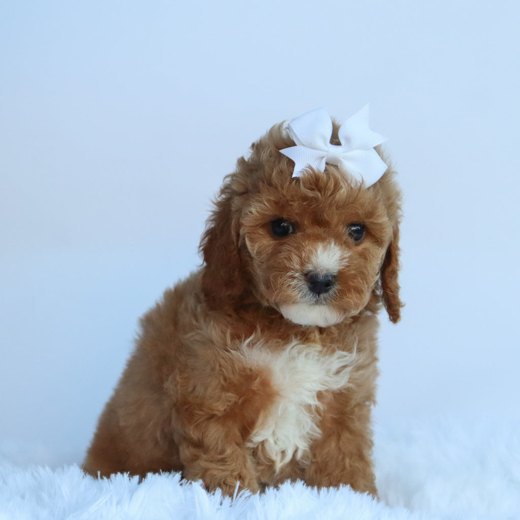 Molly - Available Now