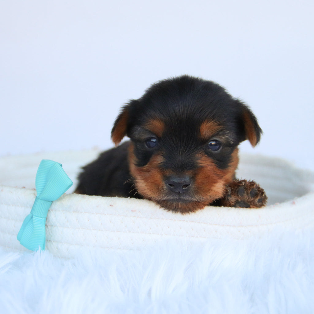 Eagle - Available Now