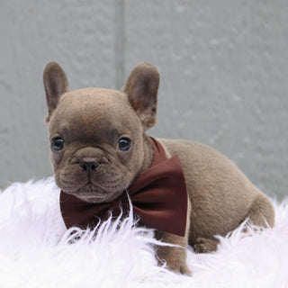 Beckham - Available Now