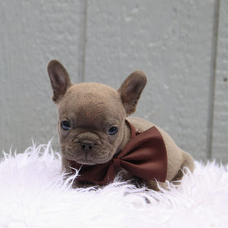 Beckham - Available Now