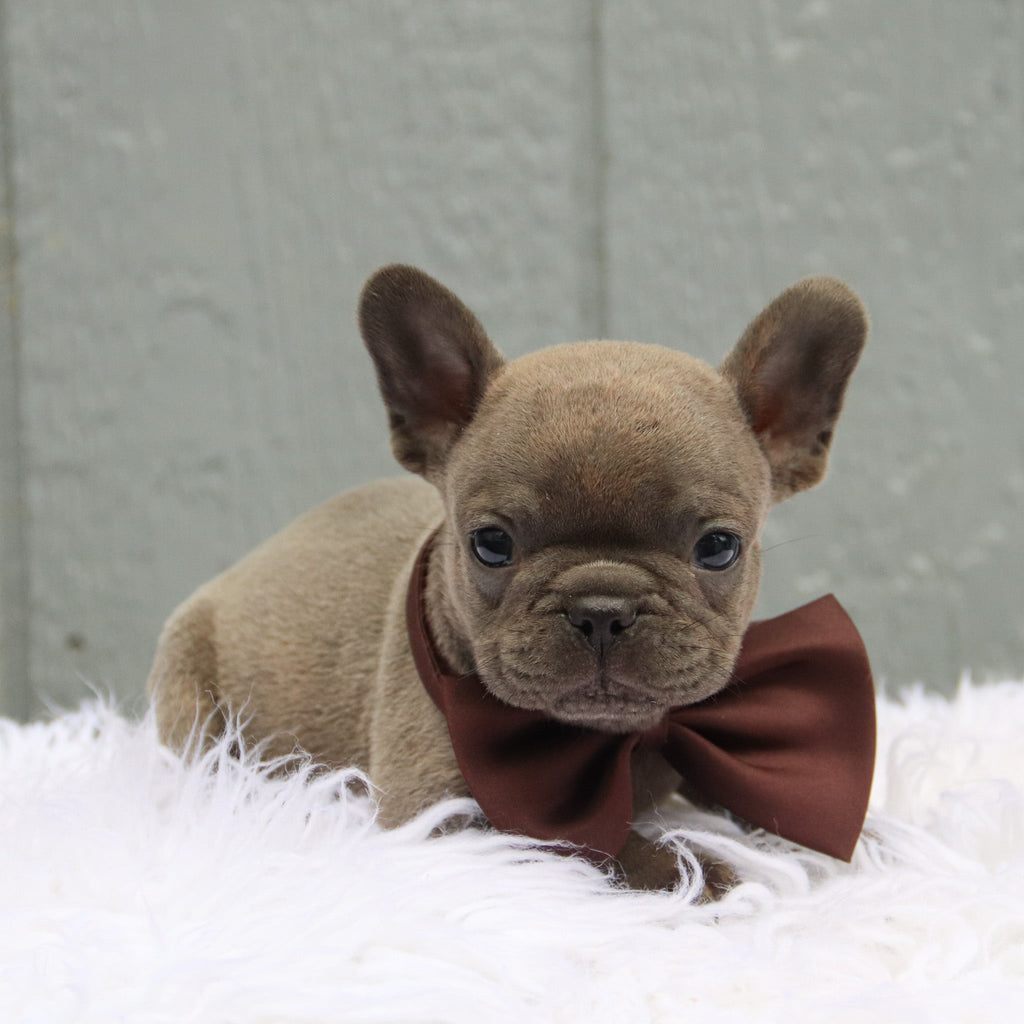 Beckham - Available Now