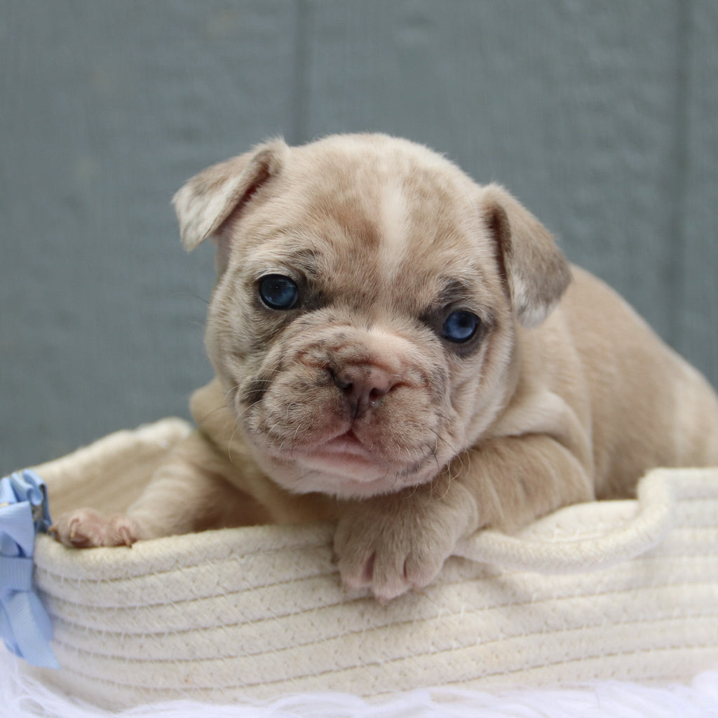 Thor - Available 6/11