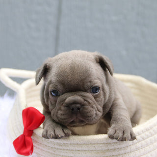 Todd - Available 6/11