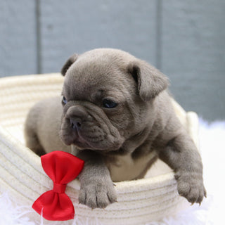 Todd - Available 6/11