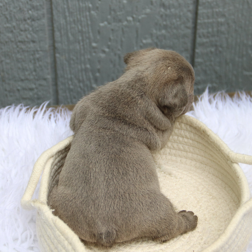 Todd - Available 6/11