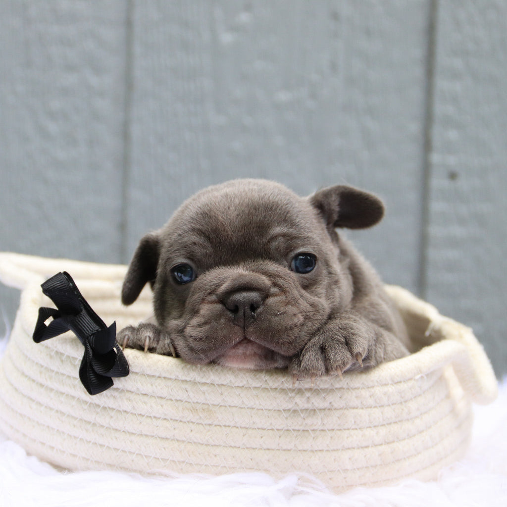 Milo - Available 6/11