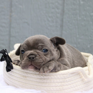 Milo - Available 6/11