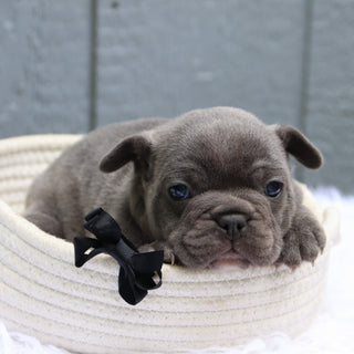 Milo - Available 6/11