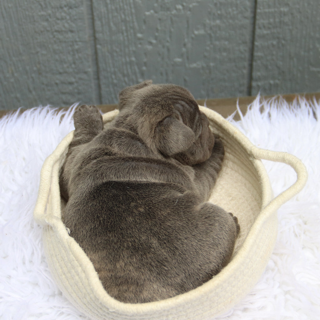 Milo - Available 6/11