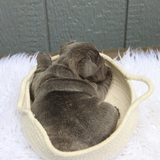 Milo - Available 6/11