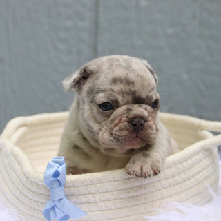 Watson - Available 6/11