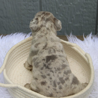 Watson - Available 6/11