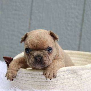 Smokey - Available 6/11