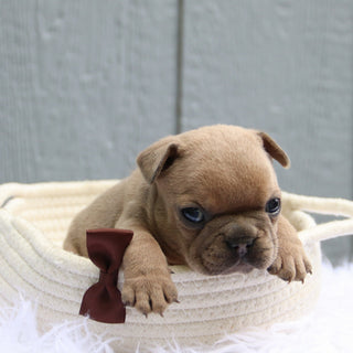 Smokey - Available 6/11