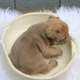 Smokey - Available 6/11