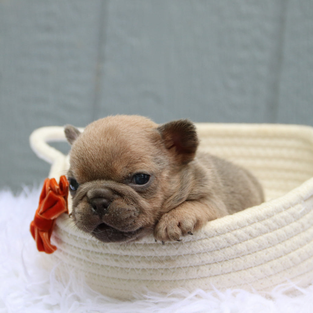 Baylor - Available 6/11