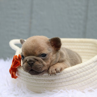 Baylor - Available 6/11